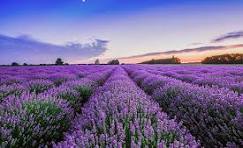 Lavender Oil for Aromatherapy