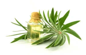 Cajeput Oil Manufacturer In Delhi