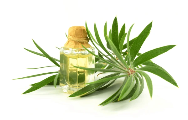Cajeput Oil Manufacturer In Delhi